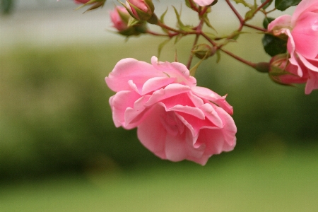 Nature blossom plant leaf Photo