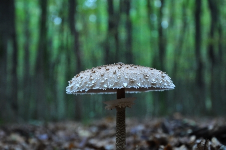 Foto Pohon alam hutan cabang