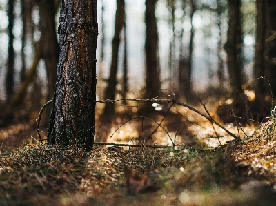 Tree nature forest grass Photo