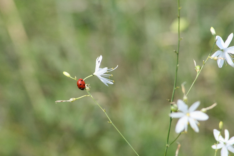 Nature herbe fleurir usine