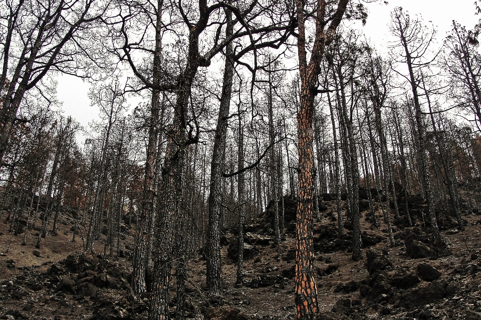 Albero foresta natura selvaggia
 ramo