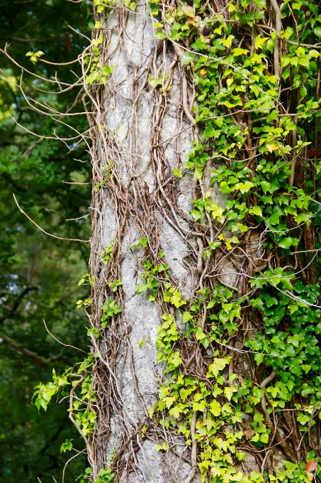 árbol naturaleza bosque rama