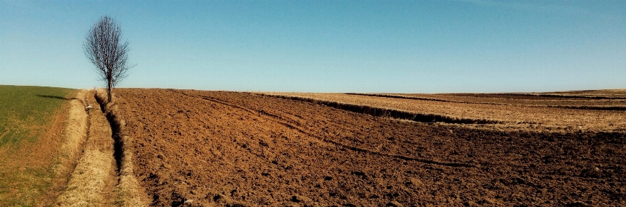 Landscape tree field farm Photo