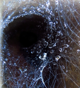 Foto Acqua natura rugiada fotografia