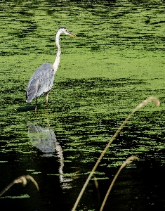 Water nature bird pond Photo