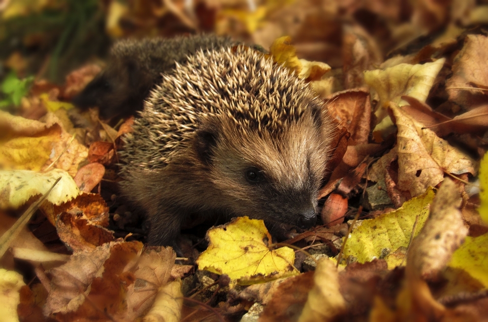 Nature leaf fall animal