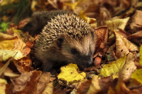 Nature leaf fall animal Photo