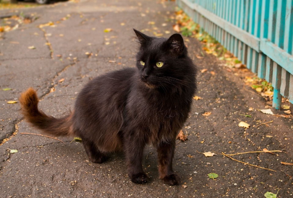 Straße kätzchen katze herbst