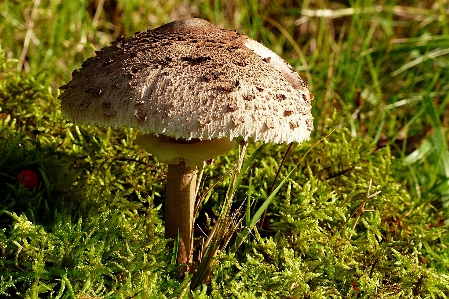 自然 森 草 植物 写真