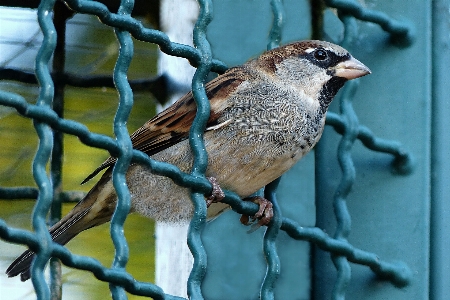 Foto Cabang burung pagar margasatwa