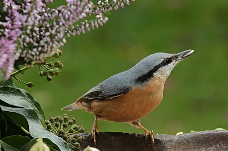 Foto Naturaleza rama pájaro fauna silvestre