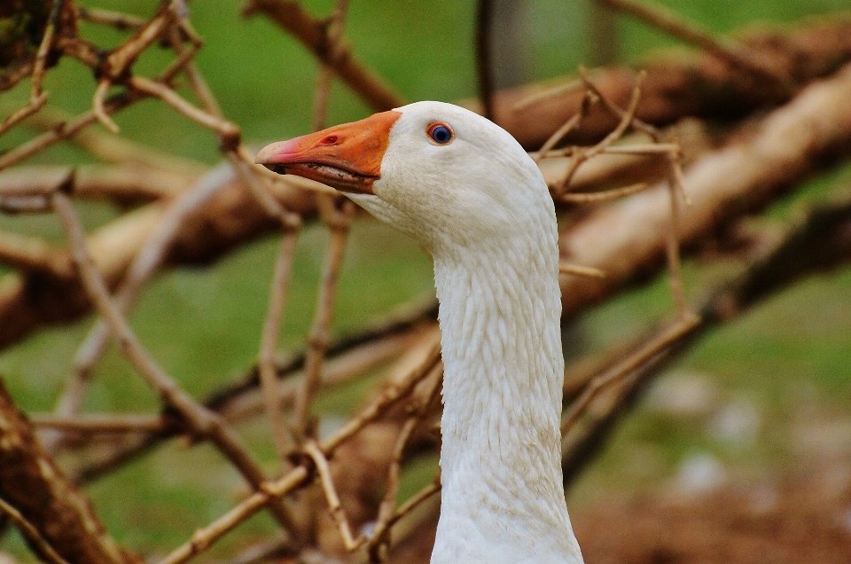 Natura uccello bianco azienda agricola