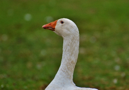 Nature bird wing white Photo