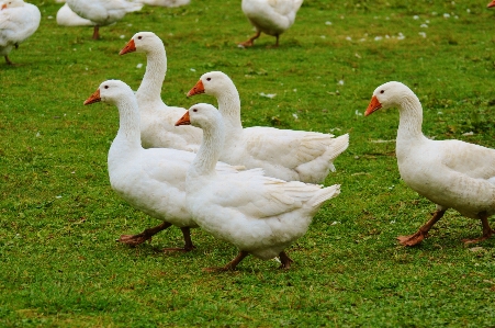 Nature bird group white Photo