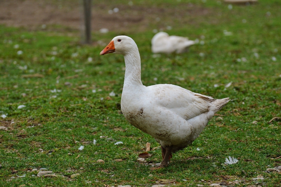 Natur gras vogel weiss