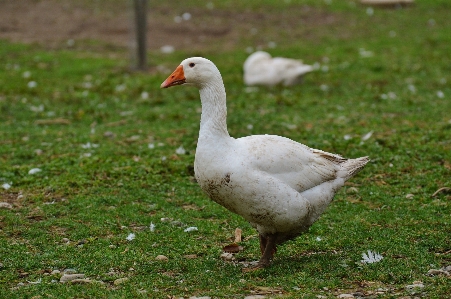 Nature grass bird white Photo