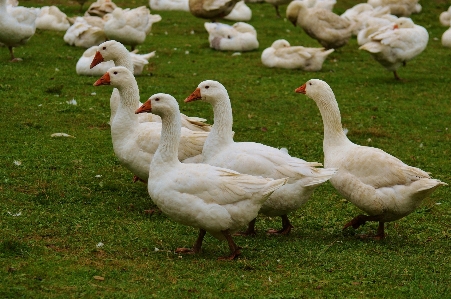 Nature bird wing group Photo