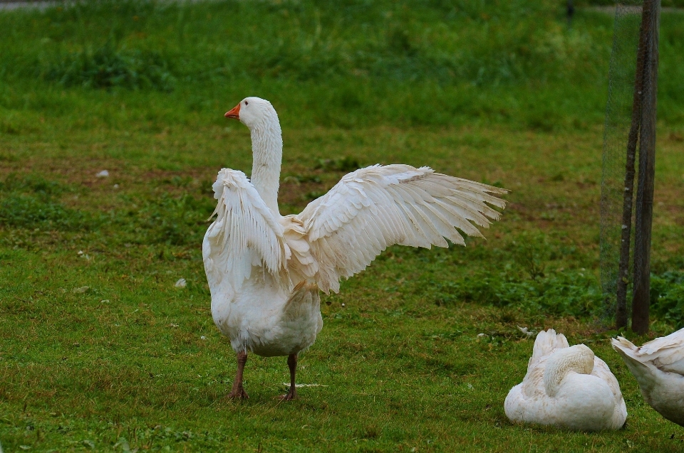 Natur vogel flügel weiss