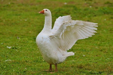 Nature grass bird wing Photo