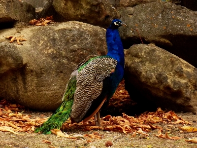 自然 鳥 動物 野生動物 写真