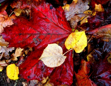 Tree plant rain leaf Photo