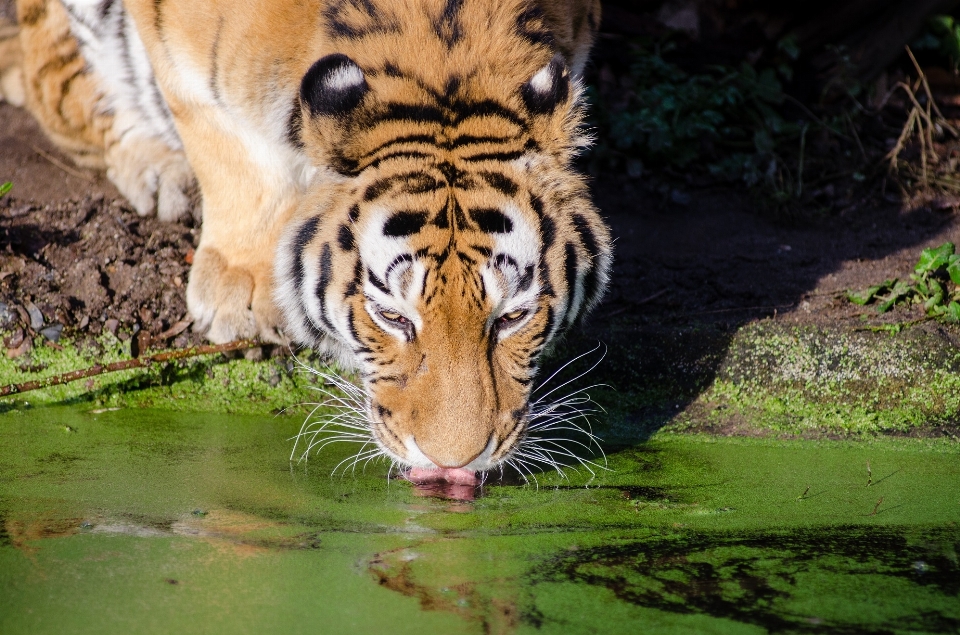 Nature piscine faune zoo