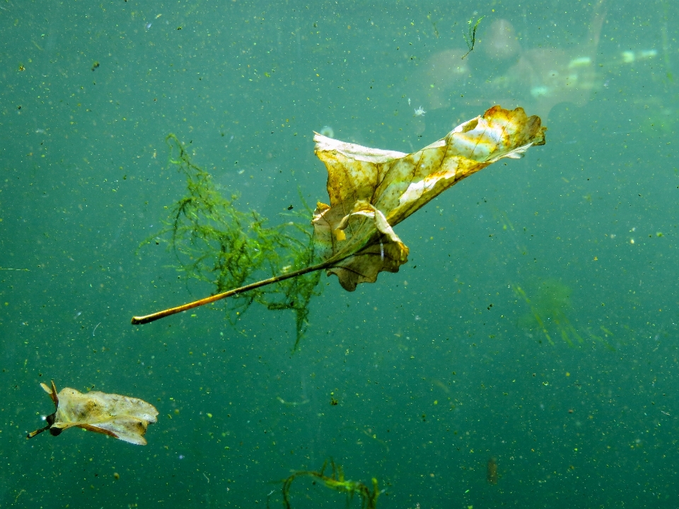 Mer océan feuille plongée