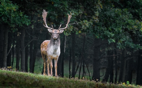 自然 森 日没 動物 写真