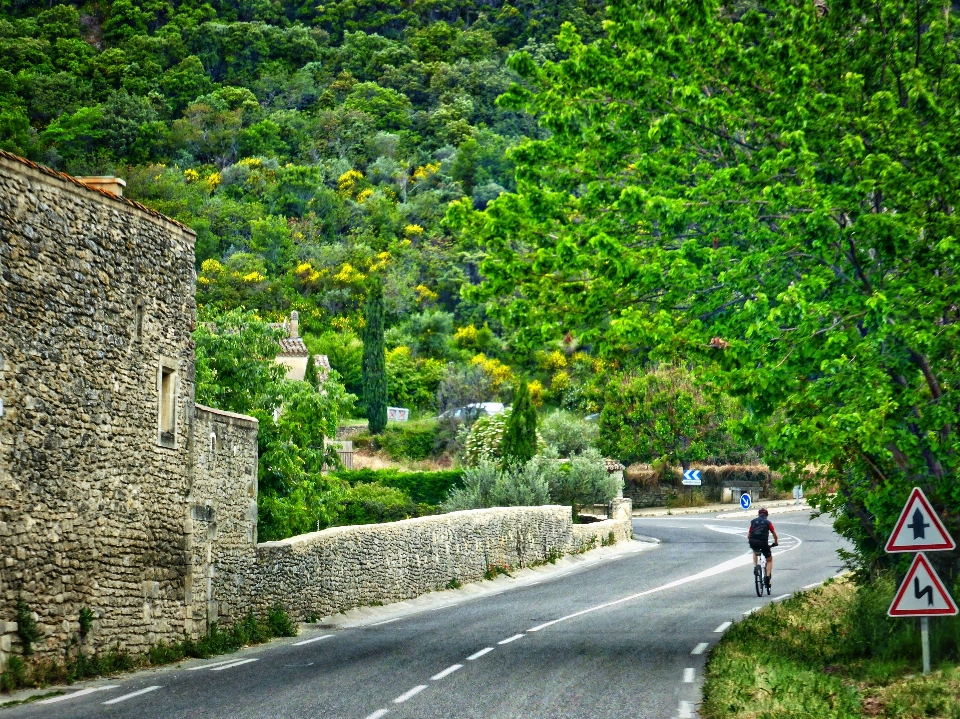 Arbre herbe route pelouse