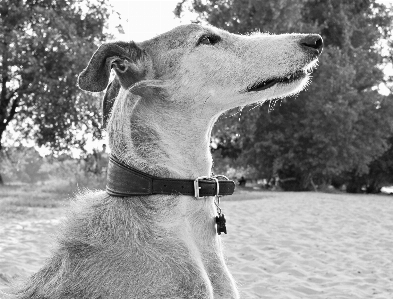 Photo Noir et blanc
 chien animal profil