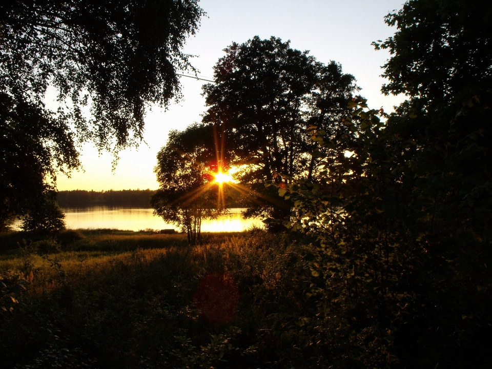 árvore natureza floresta luz