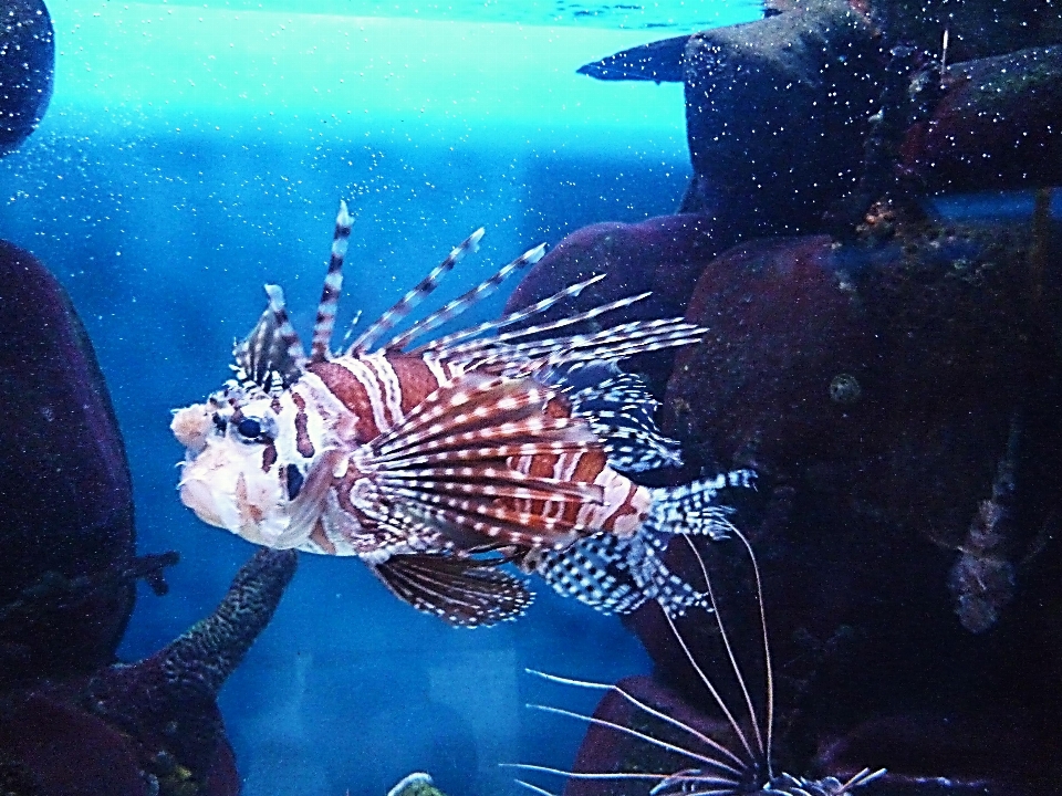 水中 動物園 色 生物学