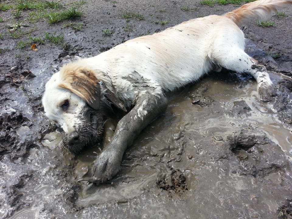 Wiese
 hund dreck säugetier