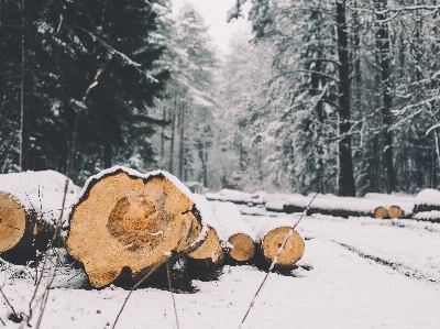 Foto Albero foresta natura selvaggia
 nevicare