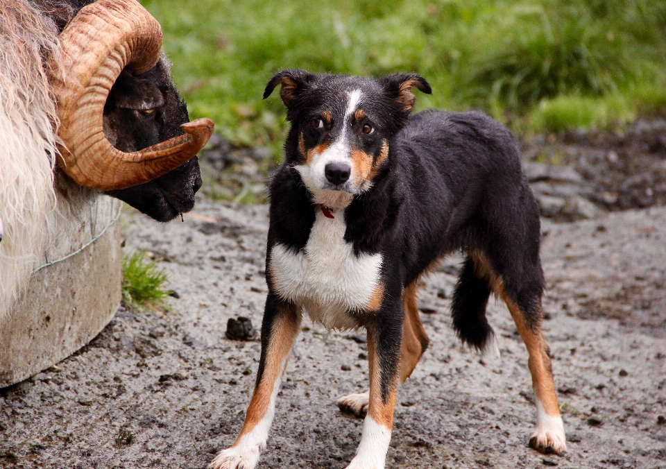 Naturaleza granja cachorro perro