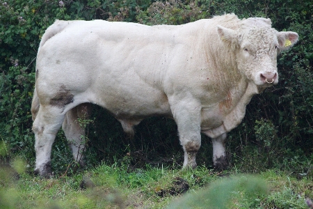 Grass farm rural cow Photo