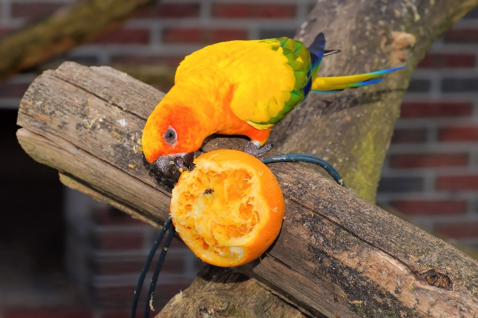 Nature bird leaf flower