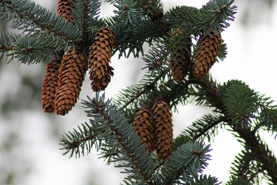 Tree branch plant wood