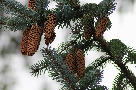 Tree branch plant wood Photo