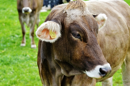 Nature grass field farm Photo