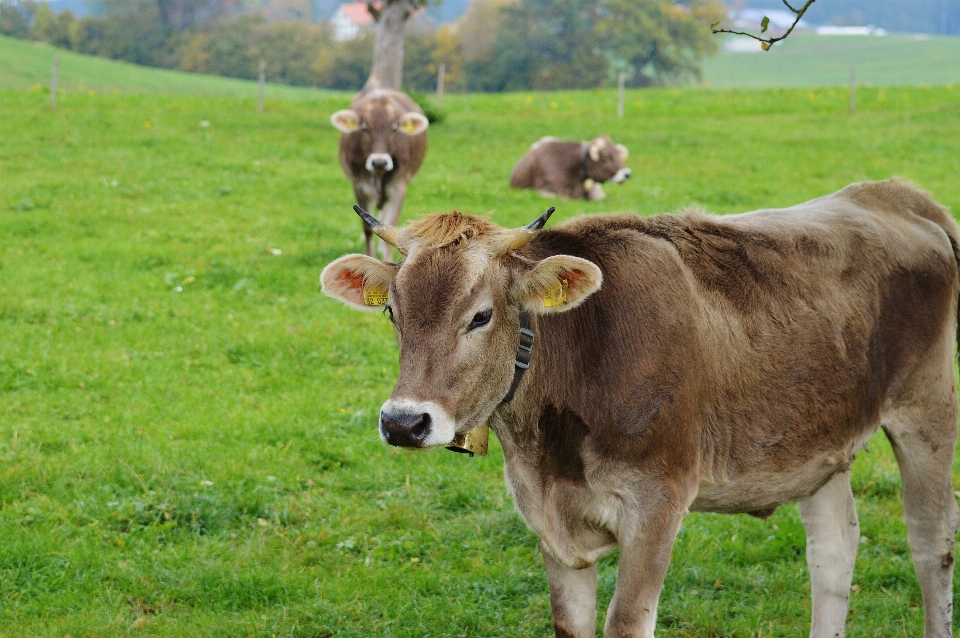 Natur gras feld bauernhof