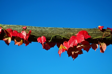 Tree nature branch plant Photo