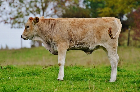 Grass field farm meadow Photo