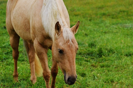 Grass meadow prairie animal Photo