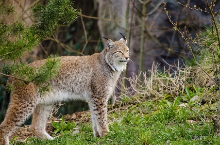 Nature forest looking wildlife Photo