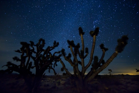 Landscape wilderness cactus sky Photo