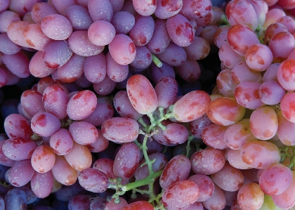 Plant grape bunch farm Photo