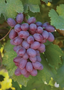 Foto Plantar uva monte fazenda