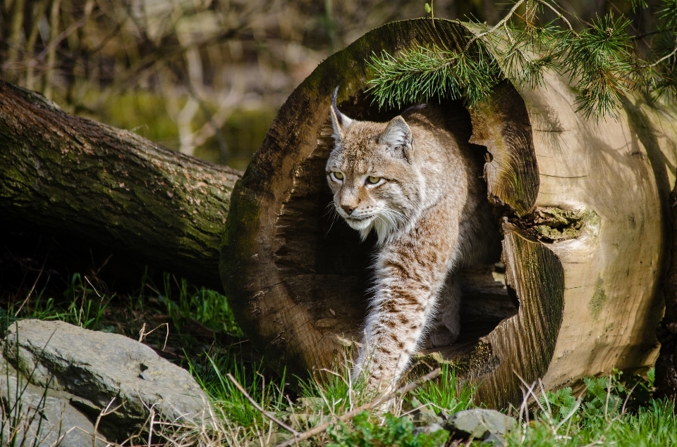 自然 ウォーキング 見ている 野生動物