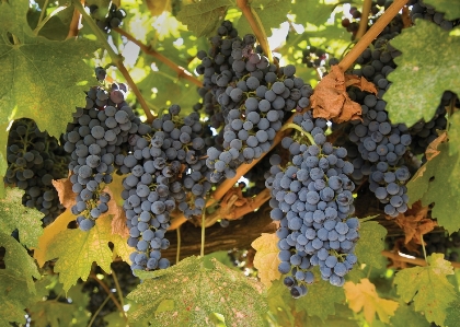 Plant grape vineyard bunch Photo